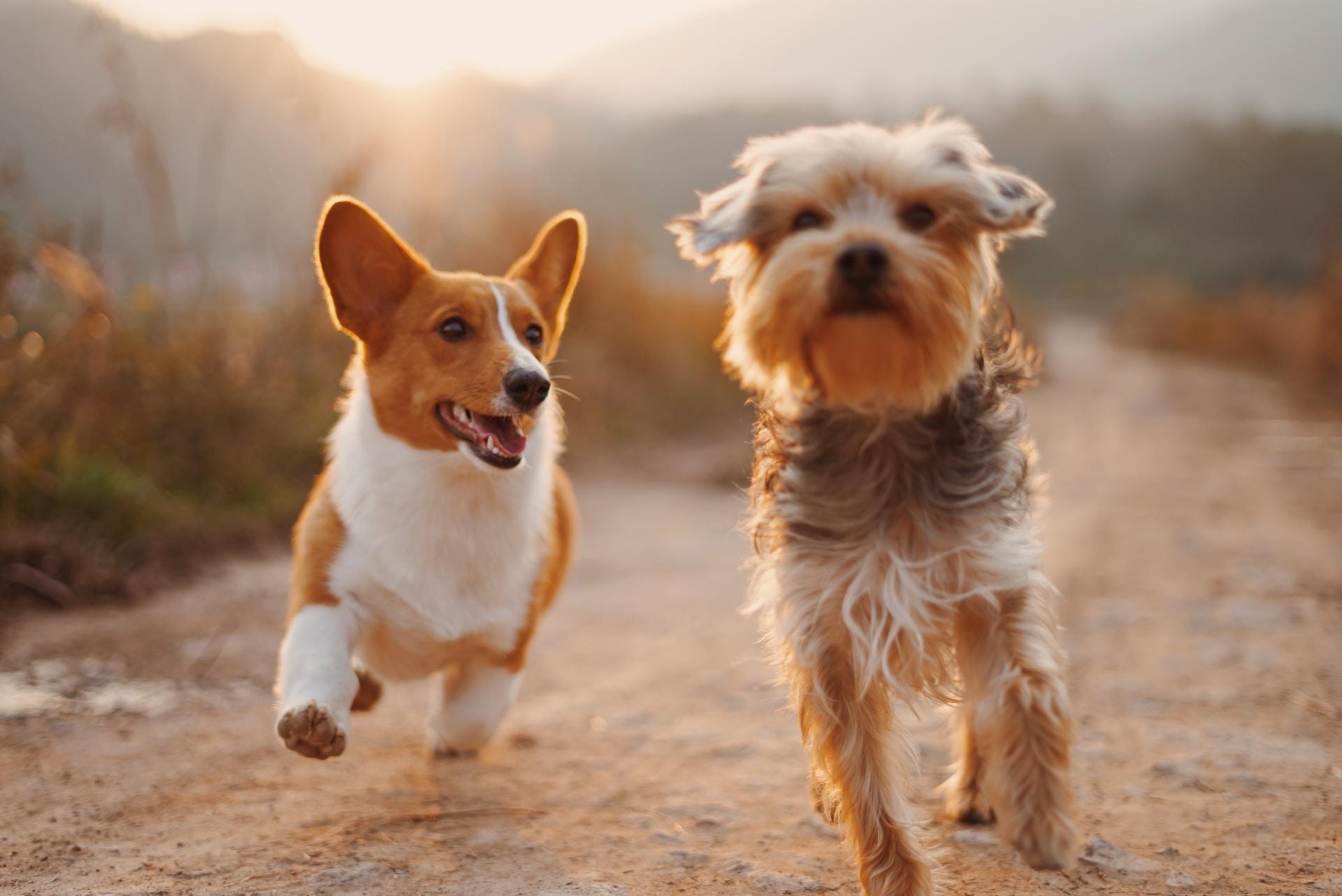 popular small dog breeds in India